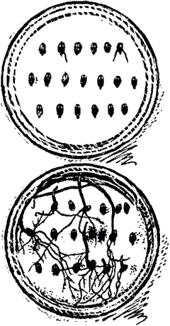Тайны мира насекомых i_118.png