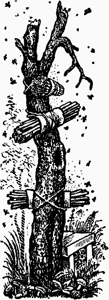 Тайны мира насекомых i_127.png
