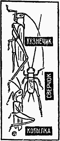 Тайны мира насекомых i_135.png