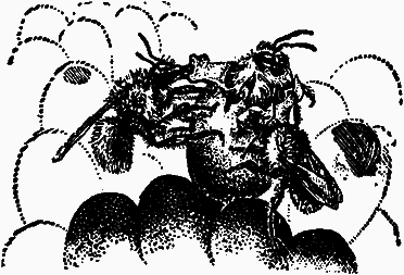 Тайны мира насекомых i_151.png