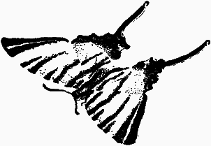 Тайны мира насекомых i_152.png