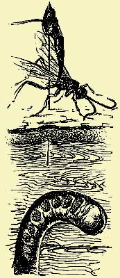 Мой мир _5_49.png