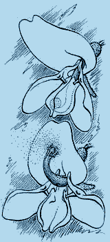 Мой мир _6_62.png