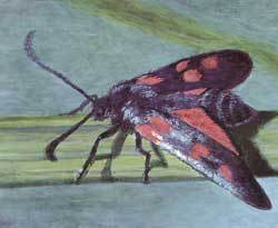 Мой мир _6_78.jpg
