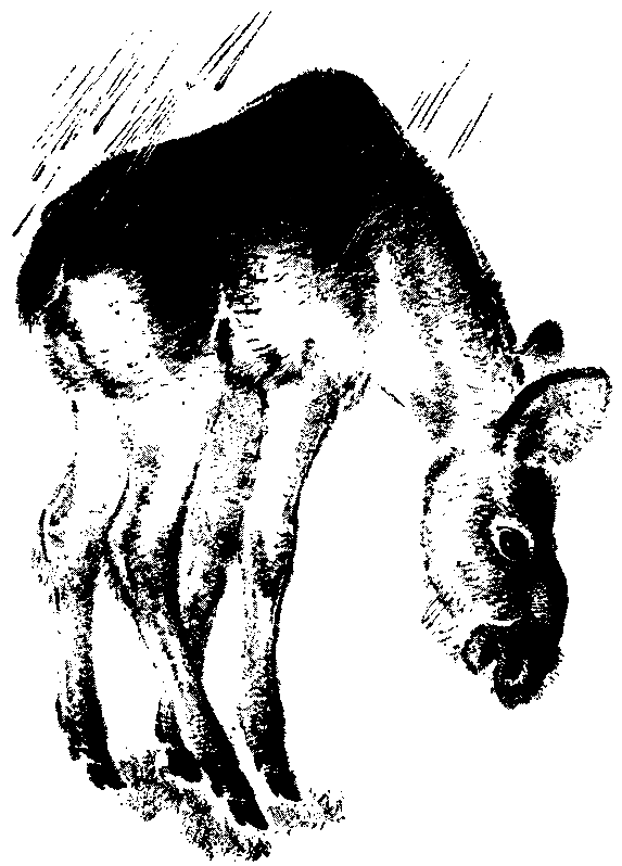 Первые испытания (с илл.) pic_21.png