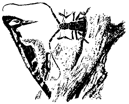Первые испытания (с илл.) pic_30.png