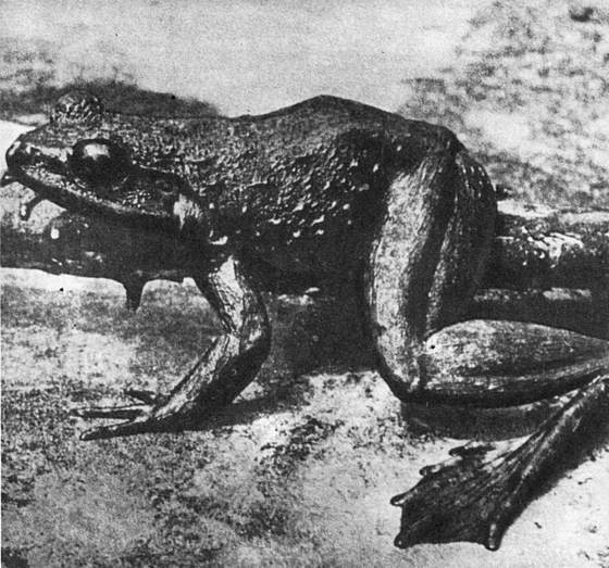 Рассказы о змеях, крокодилах, черепахах, лягушках, рыбах i_039.jpg