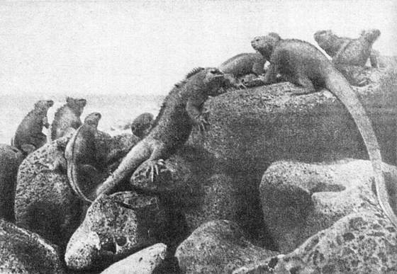 Рассказы о змеях, крокодилах, черепахах, лягушках, рыбах i_060.jpg