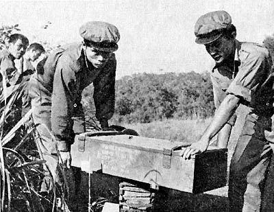 Бамбук шумит ночью bamb0229.jpg
