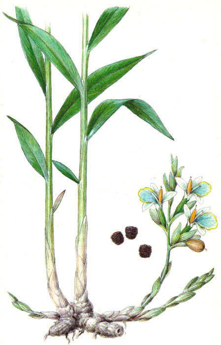 Пряности i_019.jpg