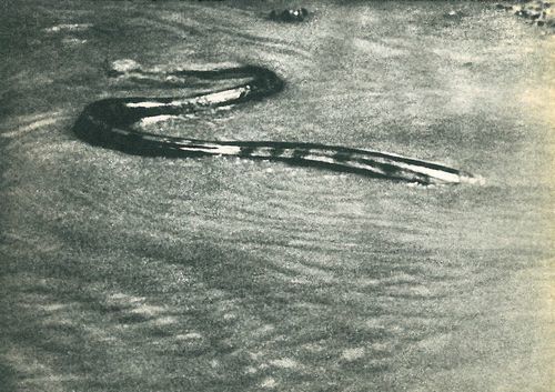 В поисках анаконды (с илл.) i_125.jpg