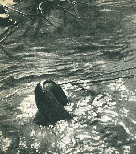 В поисках анаконды (с илл.) i_126.jpg