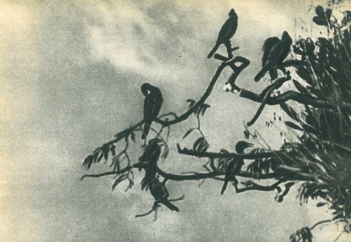 В поисках анаконды (с илл.) i_133.jpg