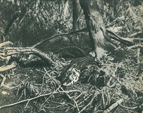 В поисках анаконды (с илл.) i_138.jpg