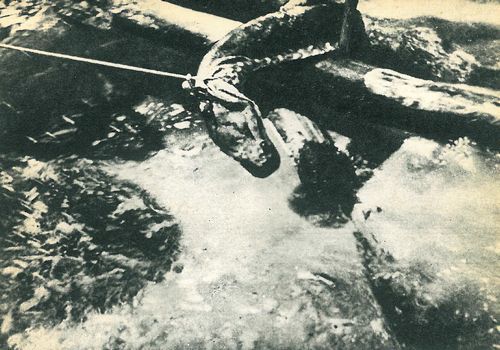 В поисках анаконды (с илл.) i_140.jpg
