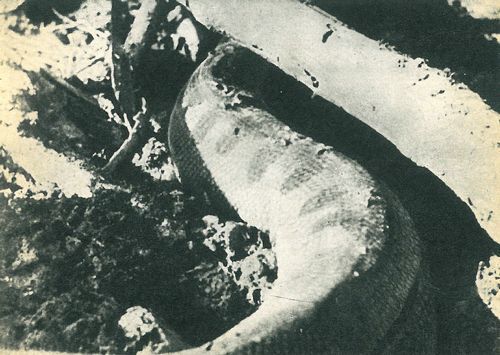 В поисках анаконды (с илл.) i_141.jpg