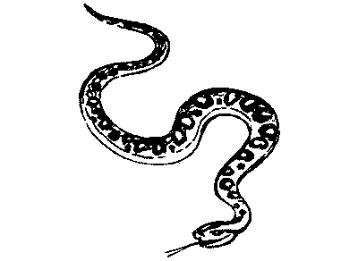 В поисках анаконды (с илл.) i_147.png
