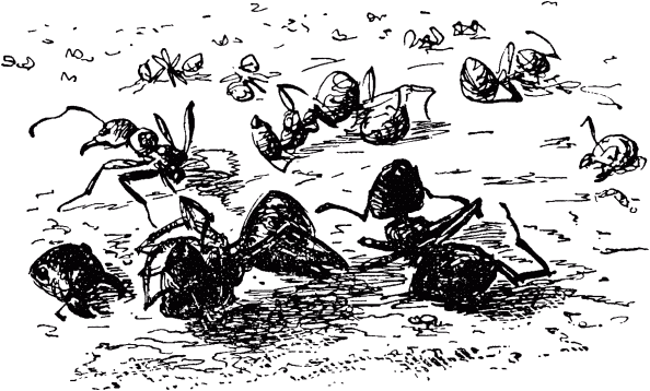 Маленькие труженики леса _114.png