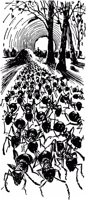 Маленькие труженики леса _146.png