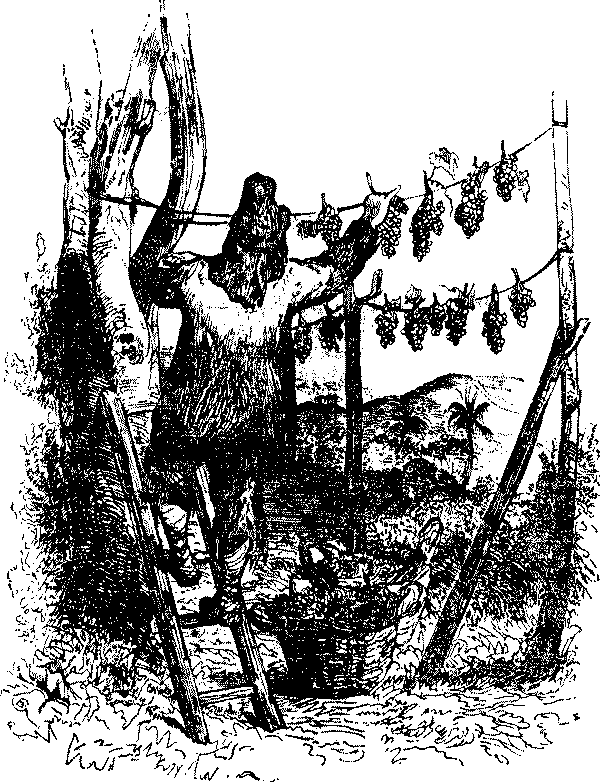 Приключения Робинзона Крузо i_025.png