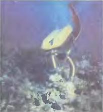В поисках Атлантиды i_123.jpg