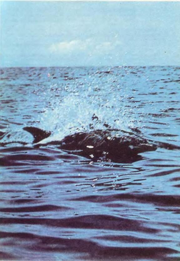 Чтобы не было в море тайн p0023sel.jpg
