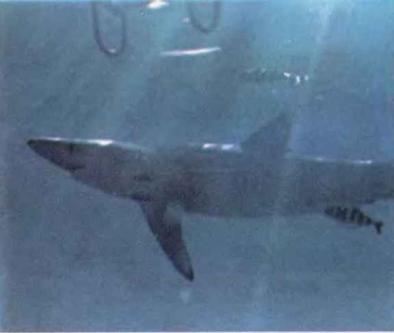 Чтобы не было в море тайн p0015sel.jpg