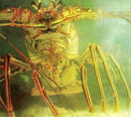 Сюрпризы моря i_070.jpg