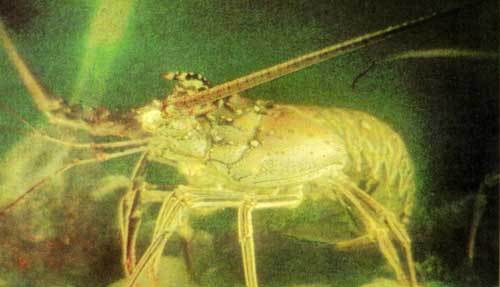 Сюрпризы моря i_071.jpg