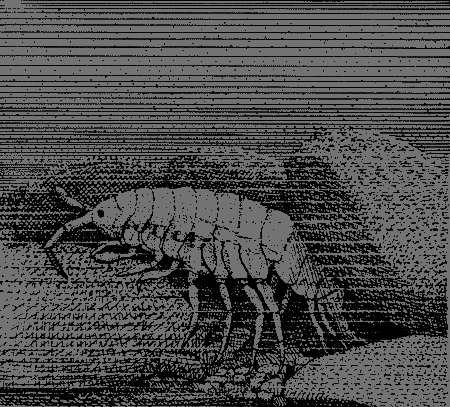 Сюрпризы моря i_148.png