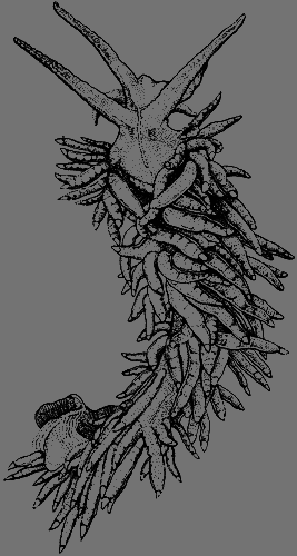 Сюрпризы моря i_150.png