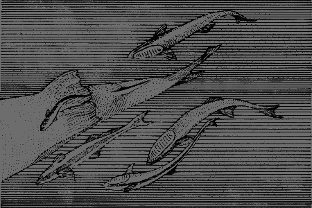 Сюрпризы моря i_160.png