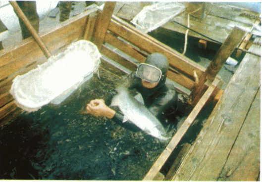 Лососи, бобры, каланы i_011.jpg