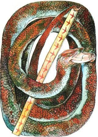 Бабушка удава i_037.jpg