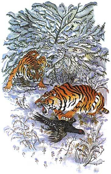 Тигроловы i_012.jpg