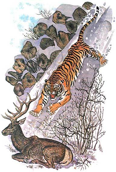 Тигроловы i_014.jpg