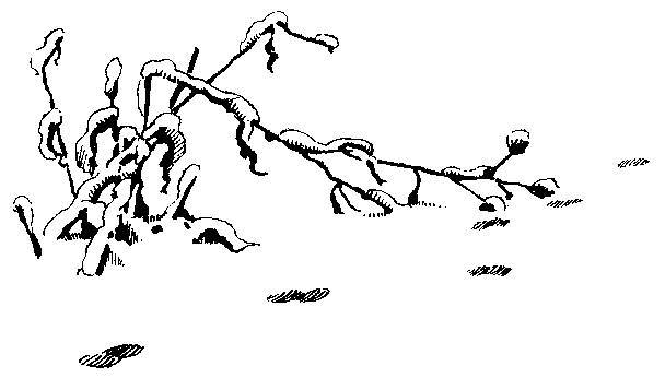 Формозов А.Н. Шесть дней в лесах _1.jpg