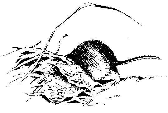 Формозов А.Н. Шесть дней в лесах _49.jpg