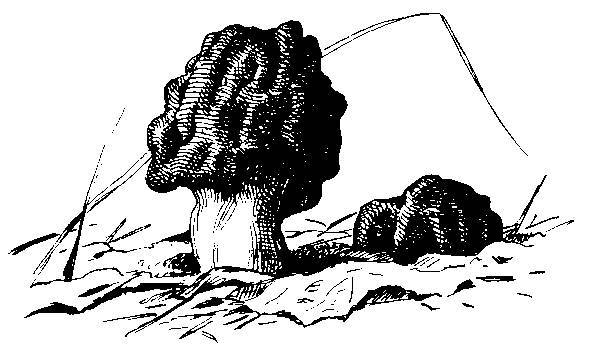 Формозов А.Н. Шесть дней в лесах _57.jpg