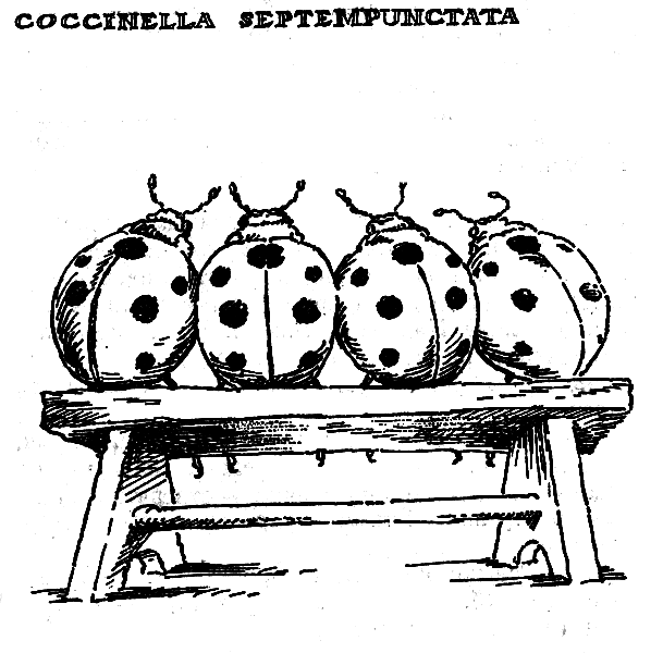 Зверинец у крыльца img_13.png
