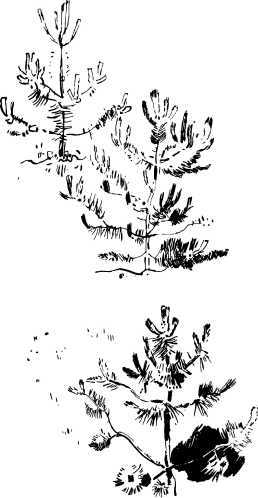Лесные сторожа (сборник) i_029.jpg
