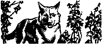 Девичья команда. Невыдуманные рассказы i_021.png