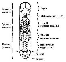 Пальцетерапия _70.jpg
