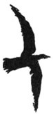 Одинокая птица i_001.jpg