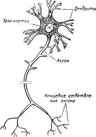 Что такое бионика i_025.jpg