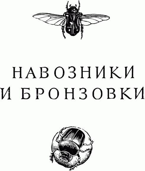 Жизнь насекомых. Рассказы энтомолога _282.jpg