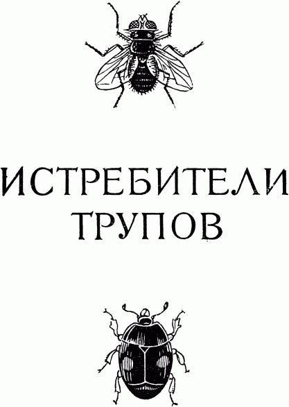 Жизнь насекомых. Рассказы энтомолога _337.jpg