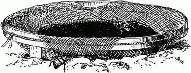 Жизнь насекомых. Рассказы энтомолога _344.jpg