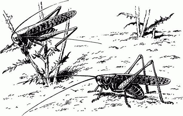 Жизнь насекомых. Рассказы энтомолога _431.jpg