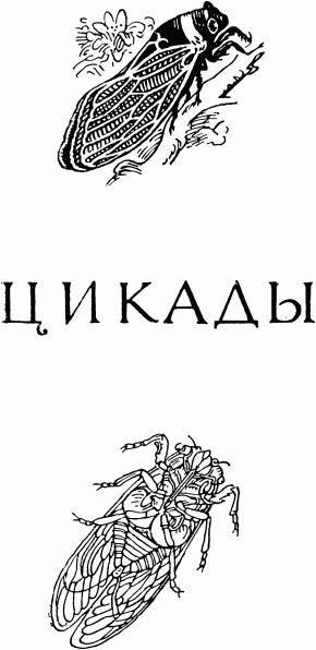 Жизнь насекомых. Рассказы энтомолога _467.jpg